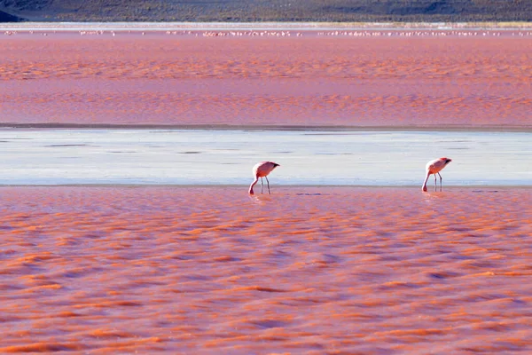 stock image Laguna Colorada flamingos, Bolivia. Puna flamingo. Andean wildlife. Red lagoon