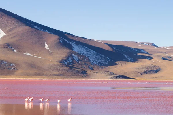 Laguna Χρώμα Φλαμίνγκο Βολιβία Puna Φλαμίνγκο Άγριας Ζωής Των Άνδεων — Φωτογραφία Αρχείου