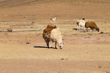 Bolivya Lama 'sı Andean Platosu, Bolivya' da çoğalıyor