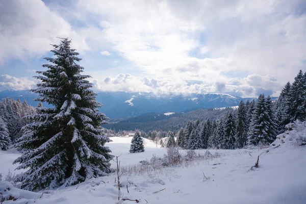 Winterlandschap Met Sneeuw Uit Alpen Asiago Upland Italië Stockfoto