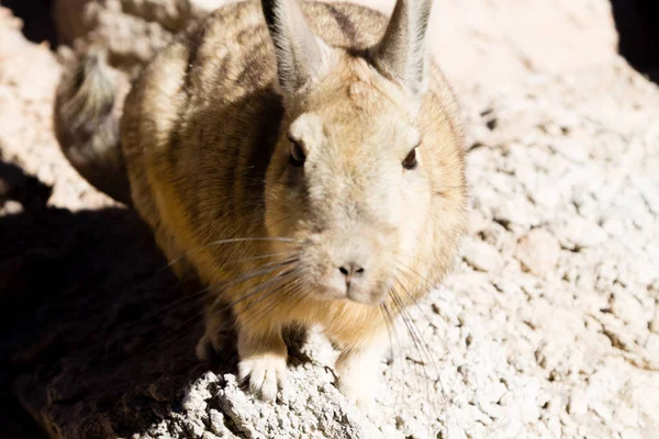 Viscacha Sud Bolivie Faune Bolivienne — Photo