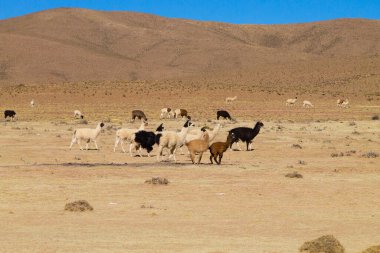 Bolivya Lama 'sı Andean Platosu, Bolivya' da çoğalıyor