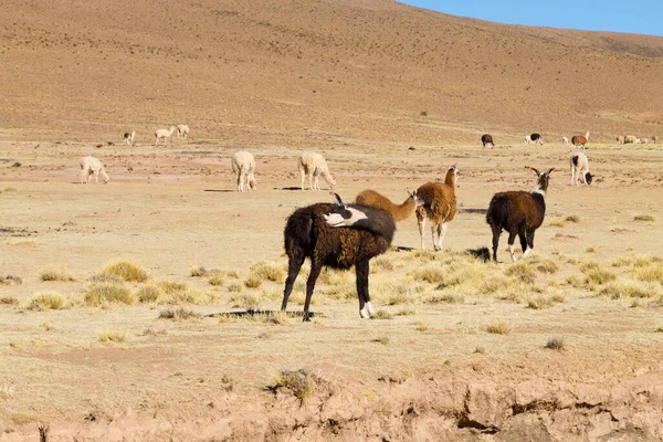 Bolivya Lama 'sı Andean Platosu, Bolivya' da çoğalıyor