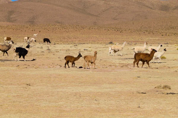 Bolivya Lama 'sı Andean Platosu, Bolivya' da çoğalıyor