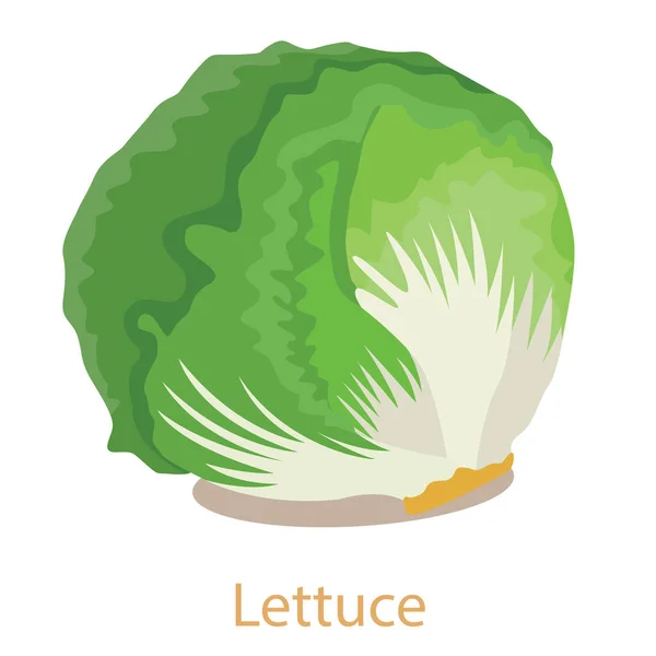 レタスのイラスト 野菜の孤立 — ストックベクタ