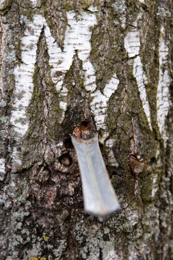 Kavanozda huş suyu topluyorum..