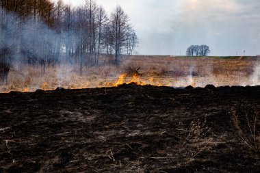 Sahada kuru otları yakmak. Sıcak bir günde, tarlada kuru çimenler yanar. Dikkatsiz ateş etme. Orman yangını. Bir çiftçi sakal yakar. Tarlada yangın var..