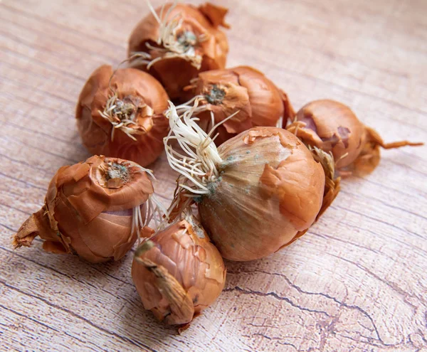 Yellow Onion Bulbs Covered Mold Onion Diseases — Stock Photo, Image