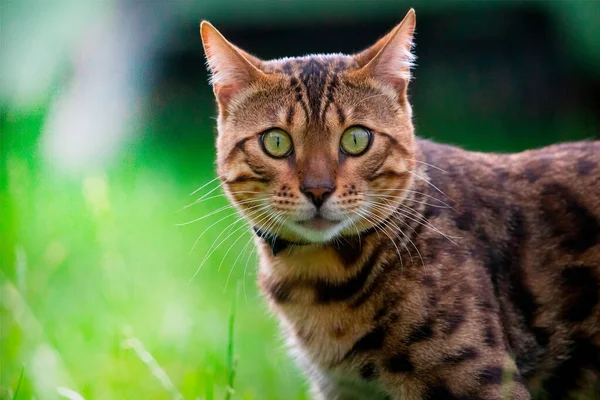 Młody Bengalski Kot Spaceruje Trawniku Domem Zwierzęca Skóra Opieka Zdrowotna Obraz Stockowy