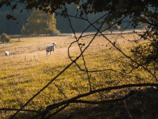 斯洛伐克夏末黄昏时分正在享用牧场的羊 — 图库照片