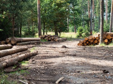 Ormanda kereste sanayisi için hazır ahşap gövdeler, ön planda kesilmiş ve istiflenmiş çam ağaçları.
