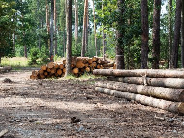 Ormanda kereste sanayisi için hazır ahşap gövdeler, ön planda kesilmiş ve istiflenmiş çam ağaçları.