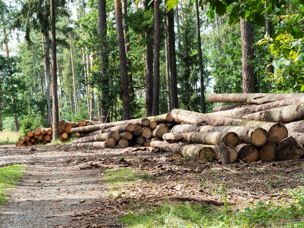 Trädstammar Skog Redo För Träindustri Stammar Granar Som Huggs Och — Stockfoto