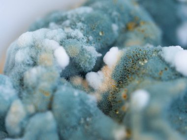 Küflü yakın çekim makro. Küflü mantar. Yumuşak sporlar arka plan ya da doku olarak küflenir. Küf mantarı. Soyut arkaplan.