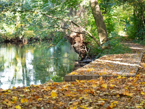 五彩缤纷的秋天树叶飘落在河边 金绿相间的秋天 落在大自然中 — 图库照片
