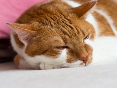 Mutlu kızıl beyaz kedi uyuyor ve dinleniyor, sevimli evcil hayvanın portresi