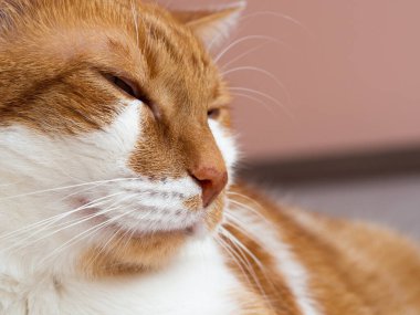 Mutlu kızıl beyaz kedi uyuyor ve dinleniyor, sevimli evcil hayvanın portresi