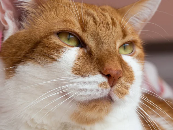 Glad Ingefära Vit Katt Ser Och Vilar Porträtt Vackra Husdjur — Stockfoto