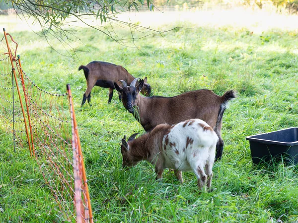 Cabras Blancas Pardas Pastando Prado Verde Animales Granja Comiendo Hierba —  Fotos de Stock