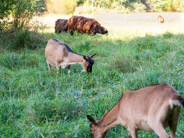 Cabras Ovejas Pardas Pastando Prados Verdes Animales Granja Comiendo Hierba —  Fotos de Stock