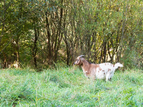 Cabra Blanca Marrón Caminando Pastando Prado Verde Animal Granja Hierba —  Fotos de Stock