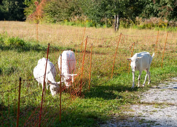Białe Kozy Pasące Się Zielonej Łące Jedzące Zwierzęta Pomarańczowy Płot — Zdjęcie stockowe