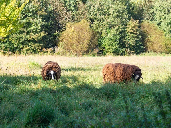 Ovelhas Castanhas Pastando Prado Verde Animais Fazenda Famintos Comendo Grama — Fotografia de Stock