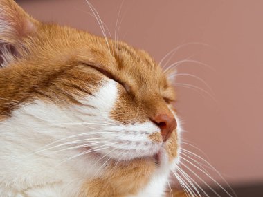 Mutlu kızıl beyaz kedi uyuyor ve dinleniyor, sevimli evcil hayvanın portresi