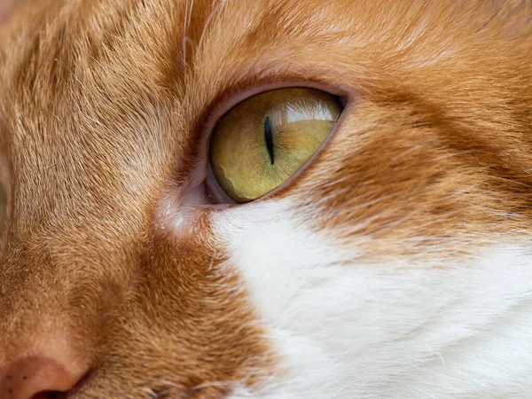 Глаз Оранжевой Белой Кошки Крупный План Милого Питомца — стоковое фото