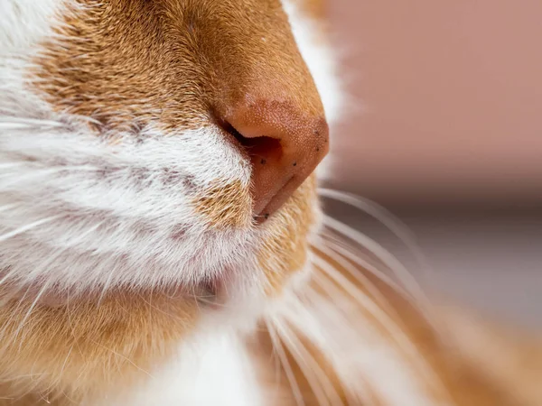 Мюзикл Оранжевой Белой Кошки Крупный План Милого Питомца — стоковое фото