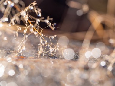 Soğuk kış mevsiminde donmuş bitkinin üzerine parlayan su damlaları.
