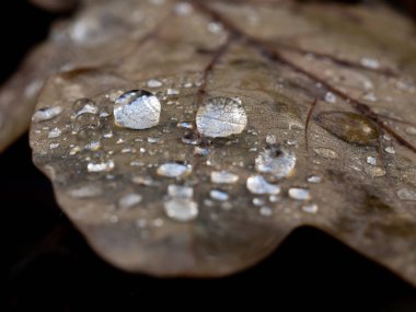 Sonbaharda kuru yapraklara su damlalarının ayrıntıları, soyut arkaplan
