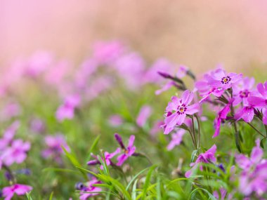 Çiçek açan Phlox Subulata çiçeği, pembe çiçekli arka plan