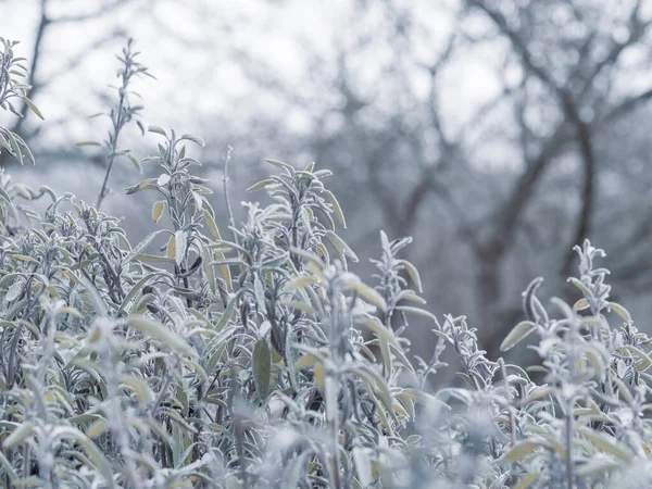 Impianto Salvia Congelata Salvia Con Gelo Inverno Freddo — Foto Stock