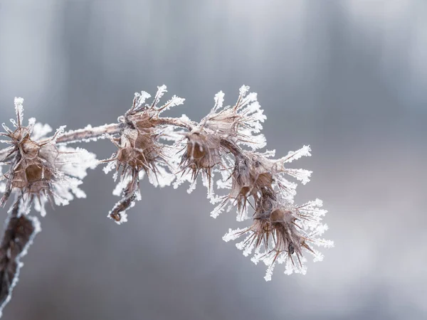 Planta Congelada Com Geada Fundo Frio Inverno — Fotografia de Stock