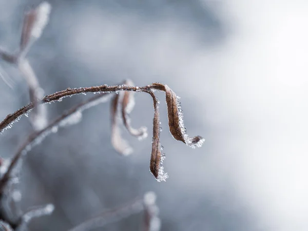 Foglie Congelate Impianto Con Hoarfrost Sfondo Invernale Freddo — Foto Stock