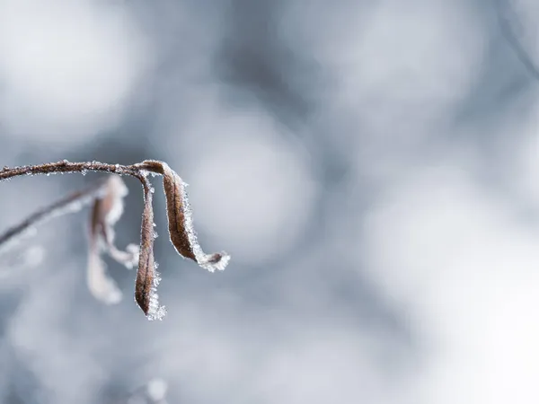 Folhas Plantas Congeladas Com Geada Fundo Frio Inverno — Fotografia de Stock