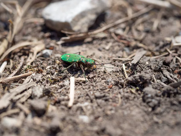 地面背景下的绿虎甲虫 Cicindela Campestris 图库图片