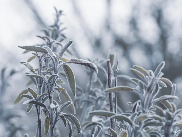 Bevroren Salie Salvia Plant Met Vorst Koude Winter Achtergrond Stockfoto