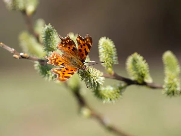 蒲公英蝴蝶 Polygonia Album 春季以猫科动物为食 树上开花 图库照片