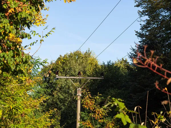 Przewody Wysokiego Napięcia Porośnięte Drzewami Słoneczny Jesienny Dzień Linie Energetyczne — Zdjęcie stockowe