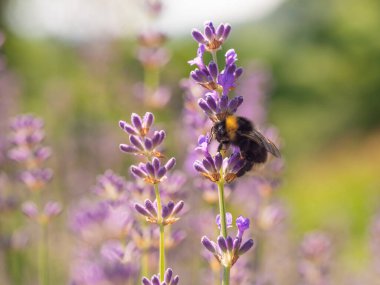 Yazın açan mor lavanta çiçekleri üzerinde yabanarısı, arka plan