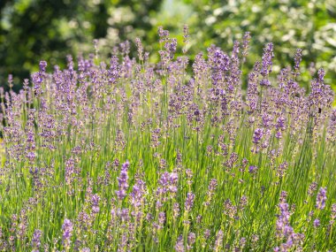 Yazın açan mor lavanta çiçekleri, arka plan