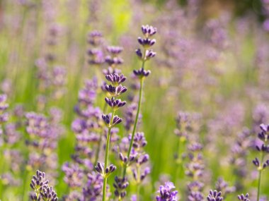 Yazın açan mor lavanta çiçekleri, arka plan