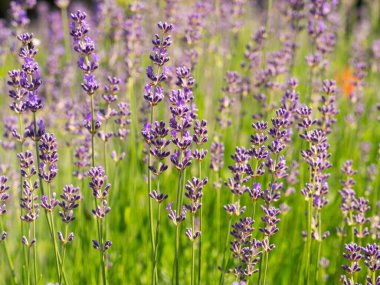 Yazın açan mor lavanta çiçekleri, arka plan