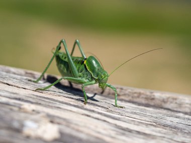 Polisarküs denticauda erkek, büyük yeşil çekirge detayı