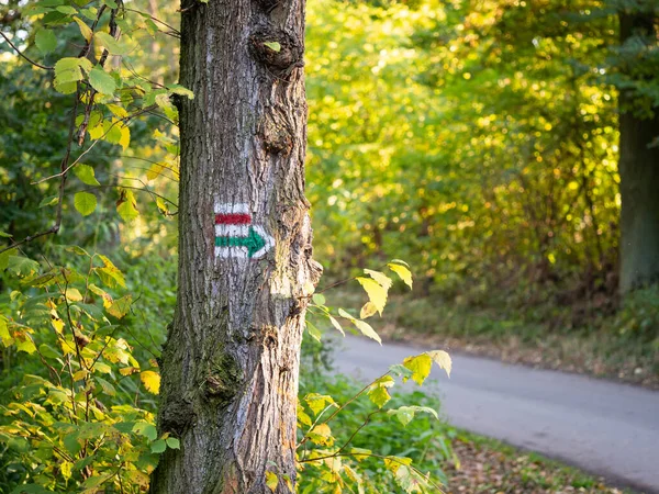 Marking the tourist route painted on the tree in Czech Republic to navigate walker during hiking, navigation on touristic routes and paths in nature