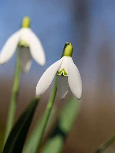 Снігопад Або Звичайний Снігопад Весняні Квіти Дика Квітка Цвіте Навесні — стокове фото
