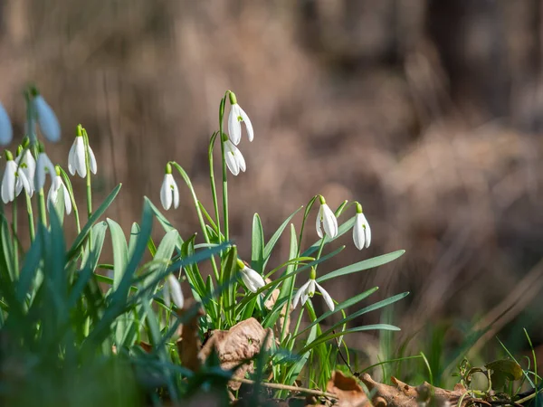 Kar tanesi ya da yaygın kar damlası (Galanthus nivalis) bahar çiçekleri. Bahar ormanlarında açan yabani çiçekler, beyaz çiçekler, güneşli bir gün.