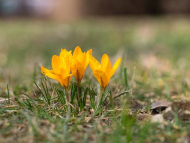 Sarı çiçek açan timsahlar, bahçede büyüyen bahar çiçekleri.